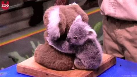 Baby Koala GIFs - Find & Share on GIPHY