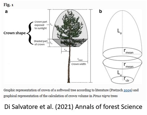 Single-tree crown shape and crown volume models for Pinus nigra J. F. Arnold in central Italy