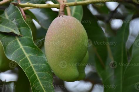 Mango on tree. Leaf tree mango. 10970223 Stock Photo at Vecteezy