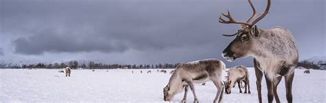 Reindeer: Thriving in a Winter Wonderland | Answers in Genesis