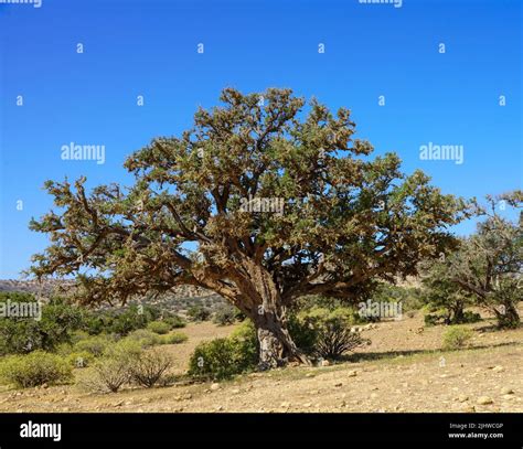 Argan tree in Morocco Stock Photo - Alamy