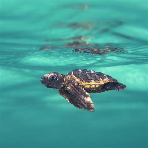 Little baby sea turtle's first day at sea : r/pics