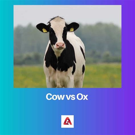 Cow vs Ox: Difference and Comparison