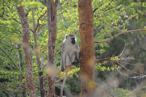 Nimule National Park - Boma Hills