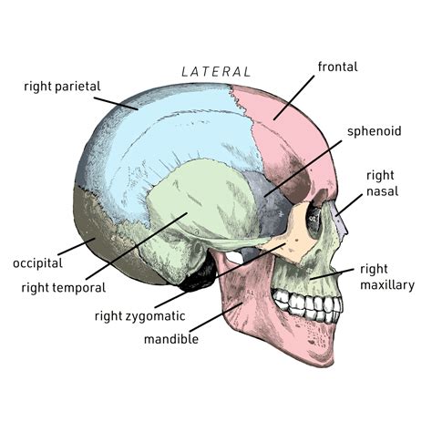 43 skull labeling worksheet answers - Worksheet Master