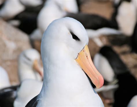 Black-browed Albatross - Falklands Conservation