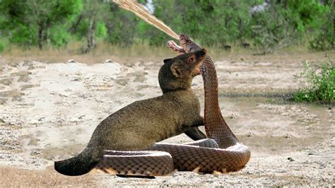 Mongoose Vs Cobra - Big Battle - Wild Animal Fights - YouTube