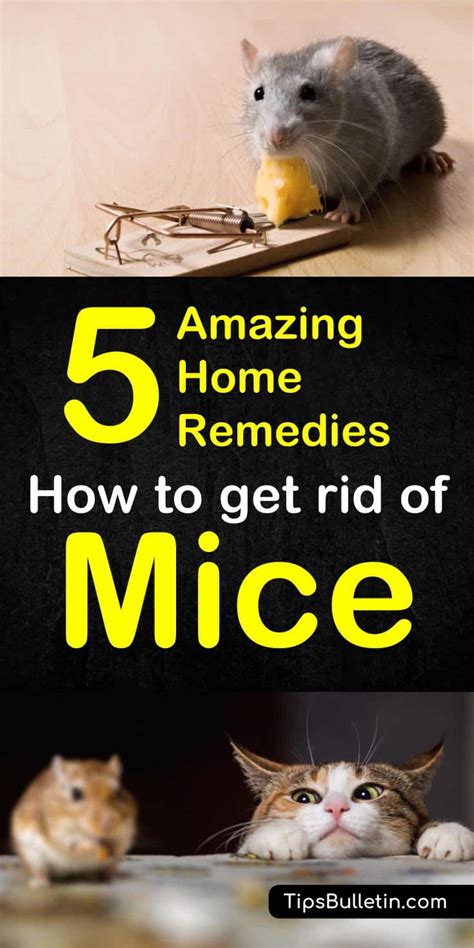 How to Get Rid of Mice - 5 Home Remedies