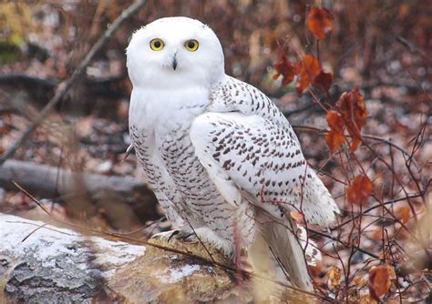 Snowy Owl | Snowy owl, Owl, Owl species