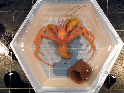 These are a few of my favorite species: Hermit crabs without shells | Deep Sea News