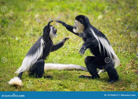 Two Monkeys Fighting In The Sand Royalty-Free Stock Photo | CartoonDealer.com #83719713