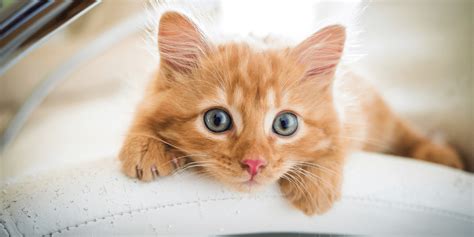 What Emotions Are Cats Capable of Feeling? – KeyPetCare.com