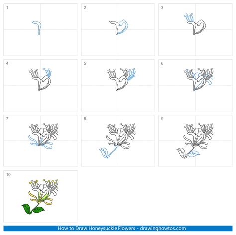Honeysuckle Flower Drawing