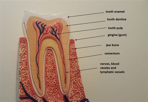 The Tooth Structure | Ask Your Dentist