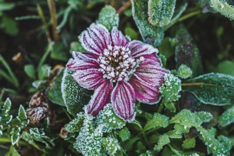 African daisies: care & cultivation - Plantura