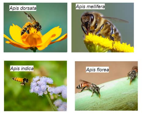 Species Of Honey Bees