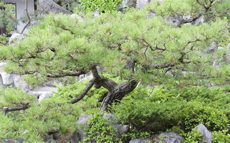 How to Grow and Care for Japanese Black Pine