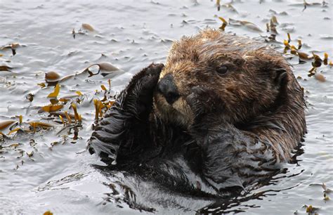 12 Facts About Otters for Sea Otter Awareness Week | U.S. Department of the Interior