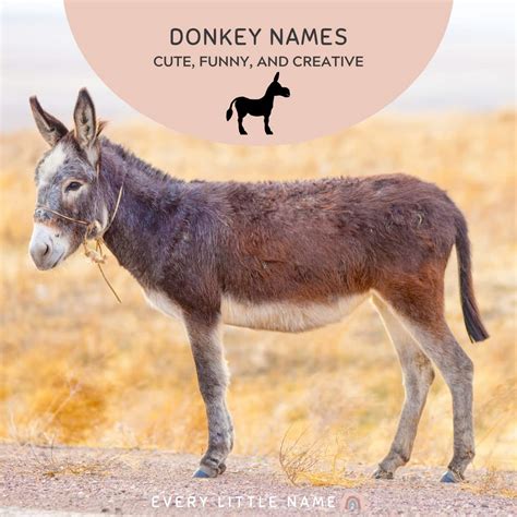 170+ Best Donkey Names (Cute, Funny, and Creative) - Every Little Name