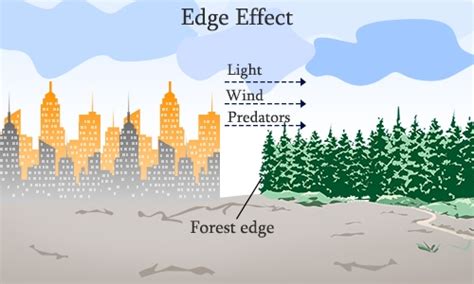 An Impeccable Explanation of the Edge Effect With Examples