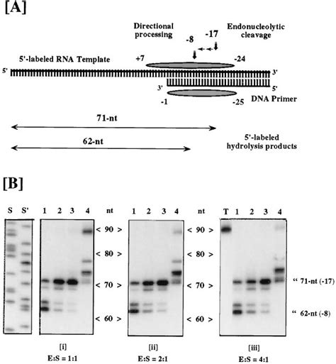 RNase H activity of selectively deleted RTs. (A) Substrate for RNase H... | Download Scientific ...