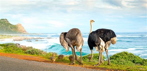 What ostrich riding in South Africa taught me | Non Stop Destination