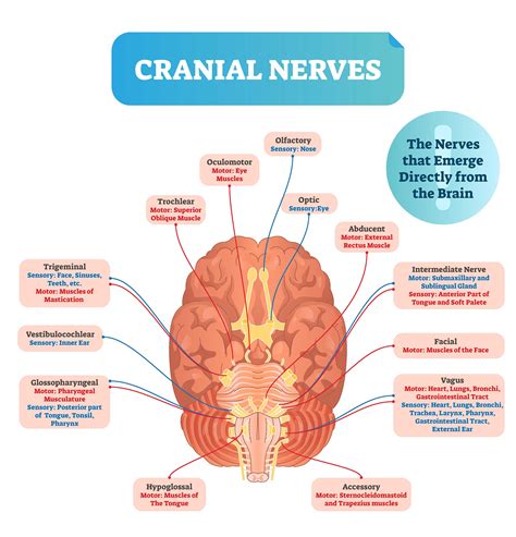 Cranial Nerves Chart