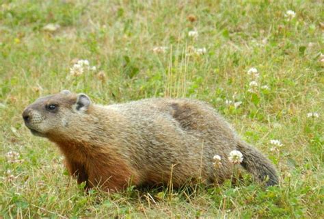 Woodchuck - Marmota monax | Wildlife Journal Junior