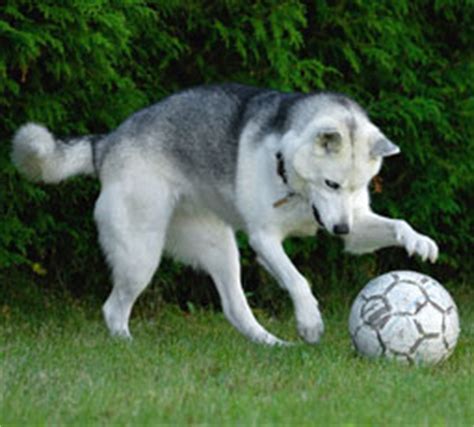 Dog Playing Soccer | Funny Photos 2012 | Funny-Cute Animals