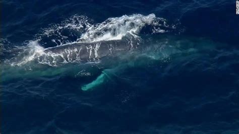 Blue whale rescue: Calif. crews search for animal in net - CNN