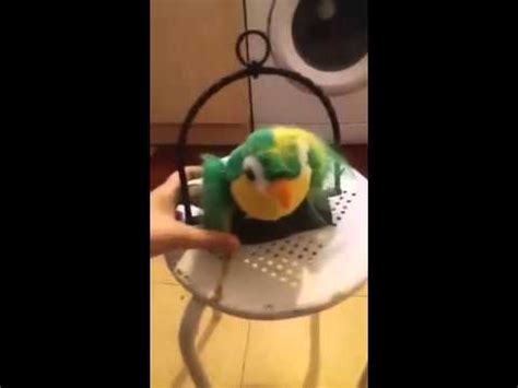 A parrot that swears - YouTube