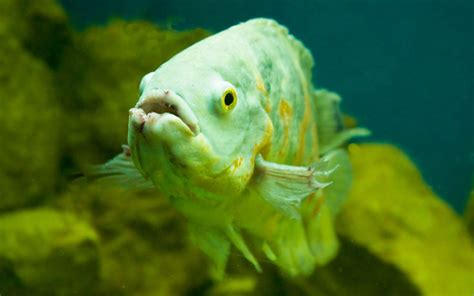 Oscar Fish Diseases and Treatments - VIVO Pets