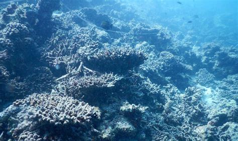 Maldives' coral is DYING, fear conservationists | Nature | News | Express.co.uk