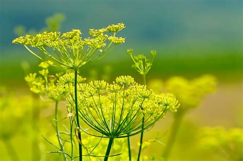 Growing Fennel: The Complete Guide to Plant, Care, and Harvest Fennel