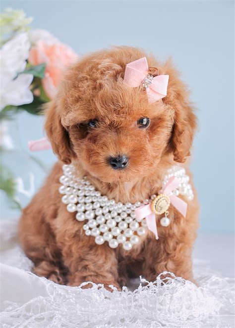 Cutest Red Poodle Puppies Available South Florida | Teacups, Puppies ...