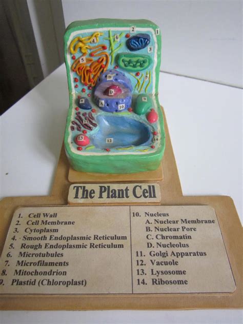 Plant Cell with Key by Ballerinatwin3 on DeviantArt