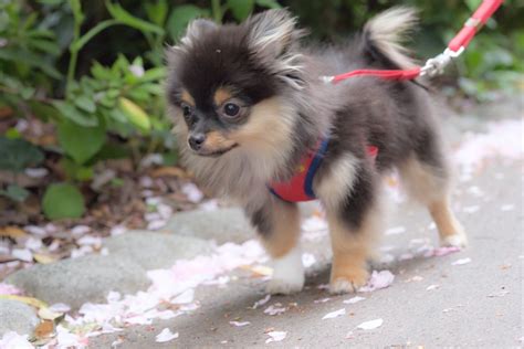 Pomchi Mixed Dog Breed Pictures, Characteristics, & Facts Pomchi Puppies, Pomeranian Chihuahua ...