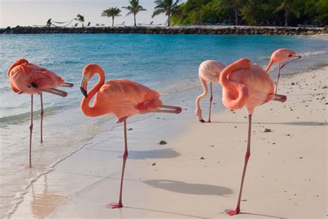 Why are flamingos pink?