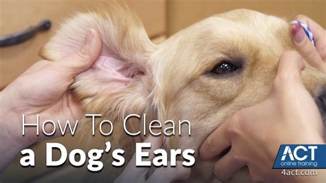 Cleaning A Dog’s Ears – Veterinary Training – HousePetsCare.com