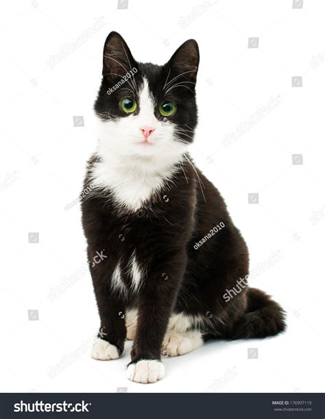 Cat Black And White: Over 441,451 Royalty-Free Licensable Stock Photos | Shutterstock