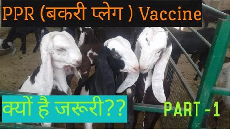 PPR Vaccine Full... - SR Goat Farm And Allied Business Ideas