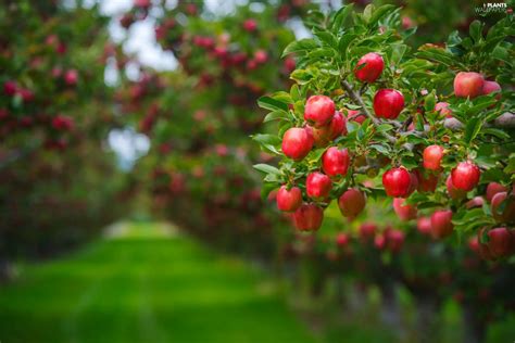 apples, orchard, Apple trees - Plants wallpapers: 2048x1367