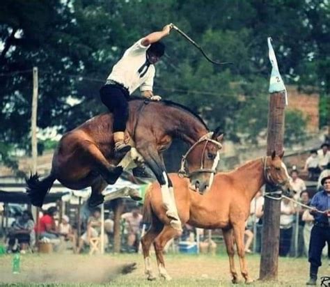 Pin by jeff gray on Bronc riding | Bronc riding, Horses, Animals