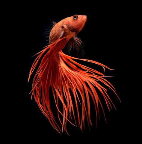 Hypnotizing Portraits Of Siamese Fighting Fish By Visarute Angkatavanich