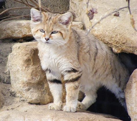 The Sand Cat: A Small and Beautiful Animal of the Desert - Owlcation