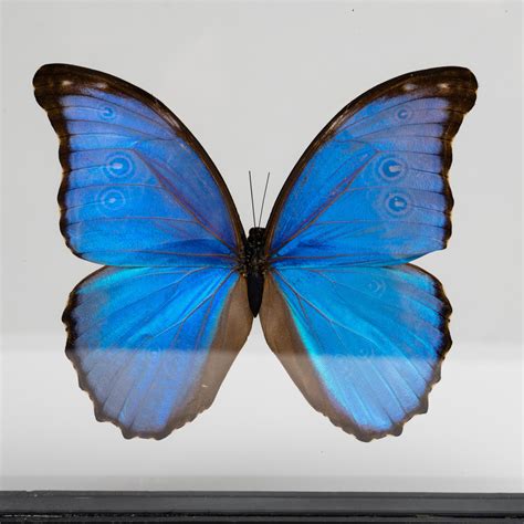 Giant Blue Morph Butterfly // Morpho Didius // Clear Display Frame ...