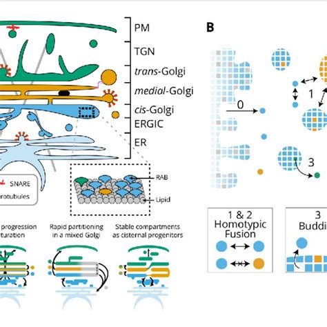 Directionality of vesicular transport, displayed varying the budding... | Download Scientific ...