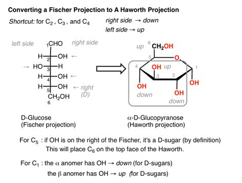 Alpha D Glucose Fischer Projection >> Hasshe.Com