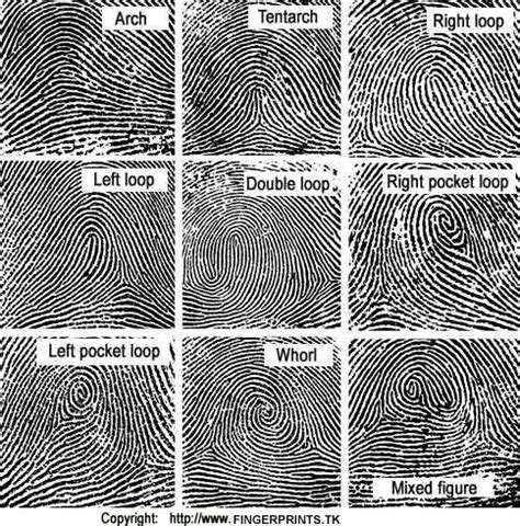 Revealing Fingerprints - Diane Capri - Licensed to Thrill