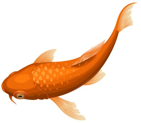 Goldfish clipart transparent background, Goldfish transparent background Transparent FREE for ...